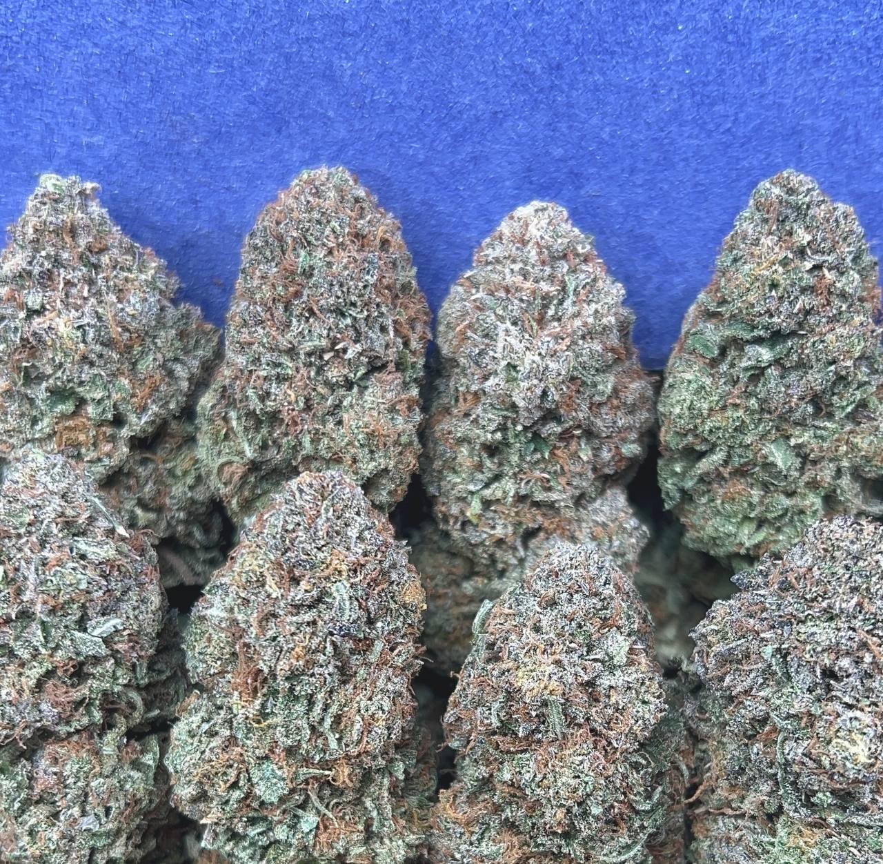 INDOOR PLATINUM BUBBA