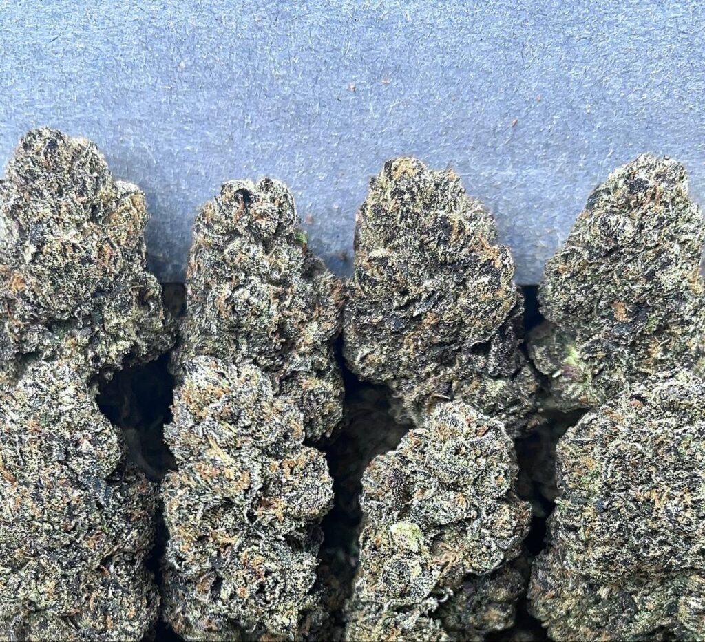 FROSTED MOCHI GELATO