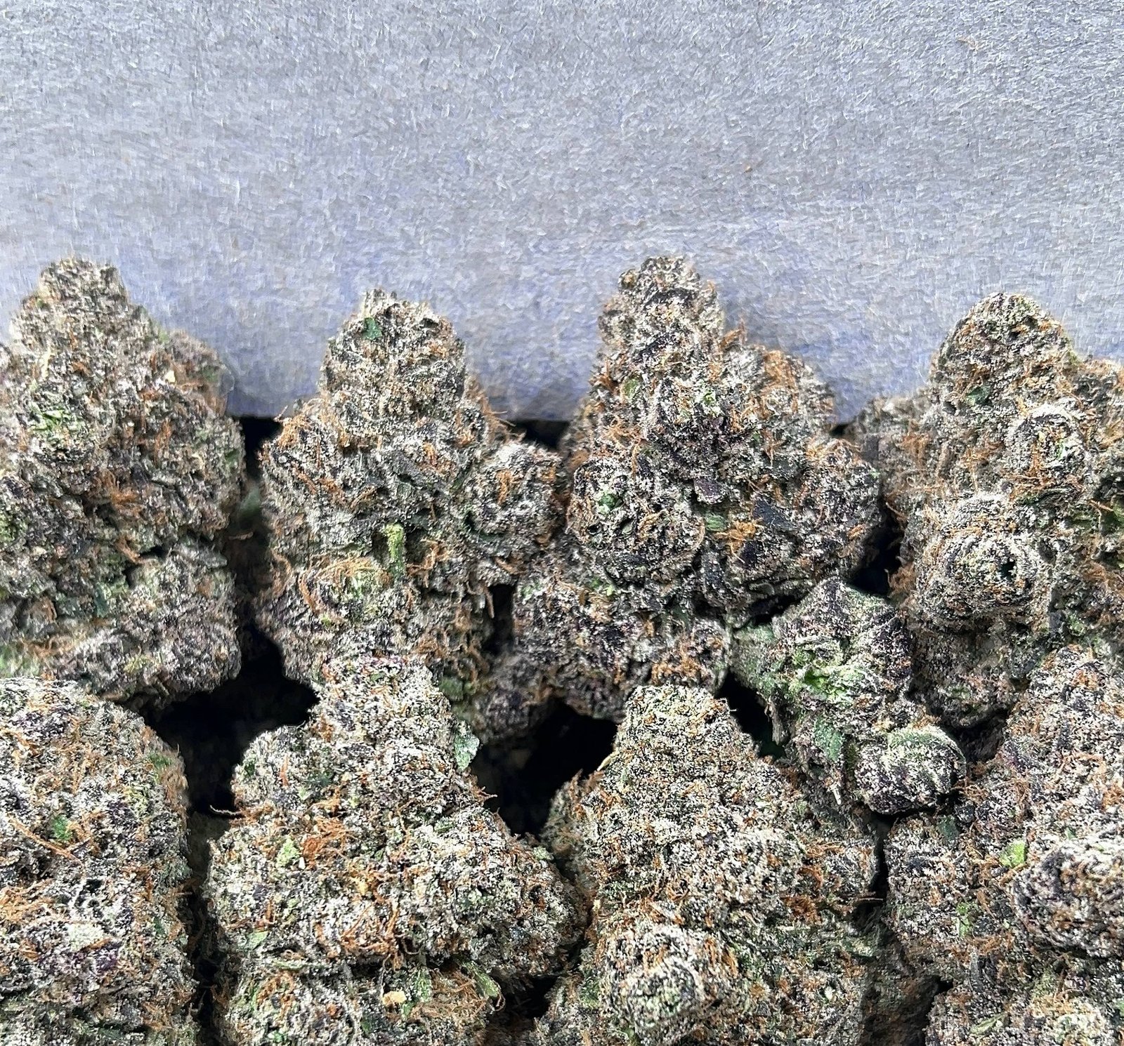 PINEAPPLE FANTA BELTZ